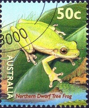 Colnect-735-585-Northern-Dwarf-Tree-Frog-Litoria-bicolor.jpg