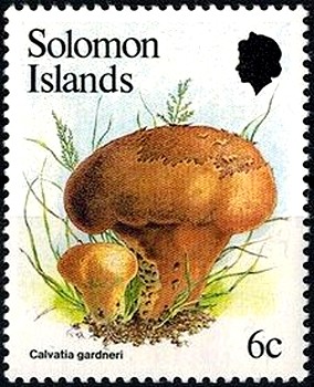 Calvatia-gardneri.jpg