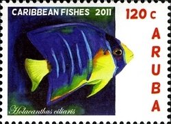 Colnect-1366-330-Bermuda-Blue-Angelfish-Holacanthus-bermudensis.jpg