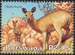 Colnect-1424-493-Klipspringer-Oreotragus-oreotragus.jpg