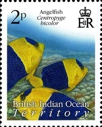 Colnect-1424-651-Bicolor-Angelfish-Centropyge-bicolor.jpg