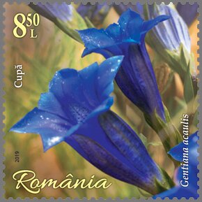 Colnect-6031-977-Trumpet-Gentian-Gentiana-acaulis.jpg