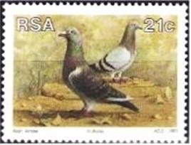 Colnect-873-678-Putterie-Carrier-Pigeon-Columba-livia-forma-domestica.jpg