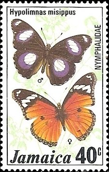 Colnect-1546-076-Danaid-Eggfly-Hypolimnas-misippus.jpg