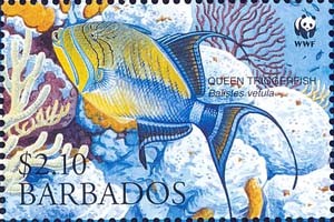 Colnect-1745-701-Queen-Triggerfish-Balistes-vetula.jpg