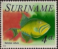 Colnect-2636-006-Queen-Triggerfish-Balistes-vetula.jpg