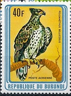 Colnect-3097-638-Martial-Eagle-Polemaetus-bellicosus.jpg