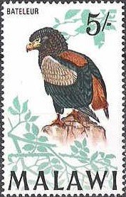 Colnect-488-559-Bateleur-Eagle-Terathopius-ecaudatus.jpg