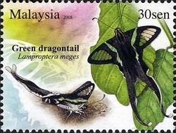 Colnect-1437-429-Green-Dragontail-Lamproptera-meges.jpg