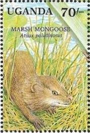 Colnect-1714-683-Marsh-Mongoose-Atilax-paludinosus.jpg