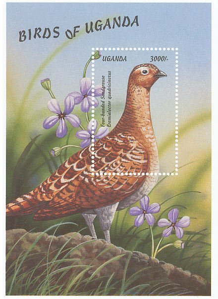 Colnect-1715-811-Four-banded-Sandgrouse%C2%A0Pterocles-quadricinctus.jpg