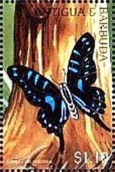 Colnect-4123-031-Graphium-colonna.jpg