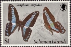 Common-Bluebottle-Graphium-sarpedon.jpg