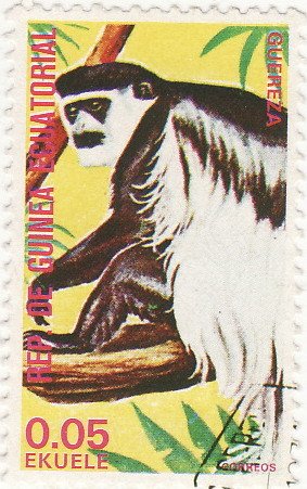 Colnect-1207-936-Mantled-Guereza-Colobus-guereza.jpg