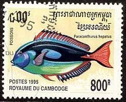 Colnect-1087-581-Blue-Tang-Paracanthurus-hepatus.jpg