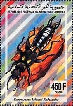 Colnect-3467-875-Earwig-Echinosoma-bolivari.jpg