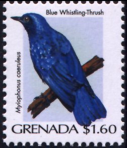 Colnect-4178-510-Blue-Whistling-thrush-Myophonus-caeruleus.jpg