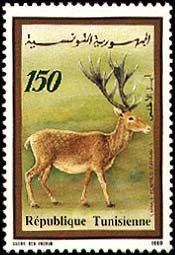 Colnect-552-104-Barbary-Stag-Cervus-elaphus-barbarus.jpg