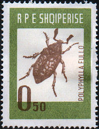 Colnect-1015-783-Pine-Chafer-Polyphilla-fullo.jpg