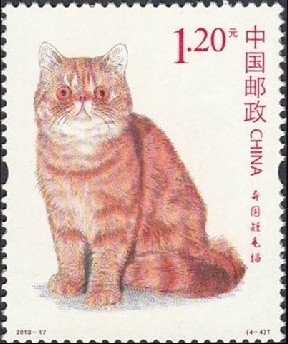 Colnect-1972-722-Exotic-Shorthair-Felis-silvestris-catus.jpg