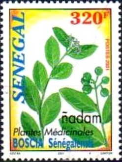 Colnect-2700-469-Nadam-or-Hanza-Boscia-senegalensis.jpg