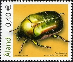 Colnect-439-565-Rose-Chafer-Potosia-cuprea.jpg