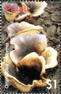 Colnect-5866-582-Omphalotus-nidiformis.jpg