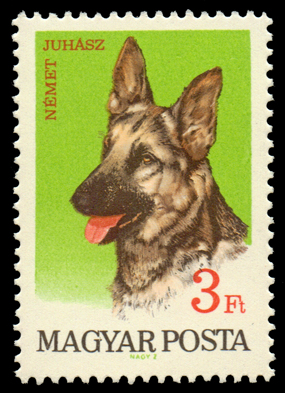 1840_German_Shepherd_300.jpg