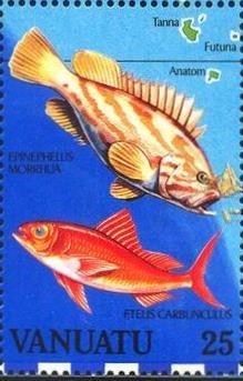 Colnect-1230-416-Comet-Grouper-Epinephelus-morrhua-Deepwater-Red-Snapper-.jpg