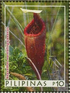 Colnect-2850-357-Nepenthes-mentalingajanensis.jpg