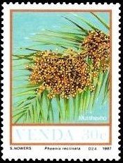 Colnect-3832-477-Food-of-the-Veld-Phoenix-reclinata.jpg