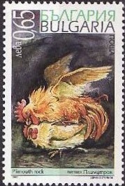 Colnect-1823-880-Plymouth-Rock-Chicken-Gallus-gallus-domesticus.jpg