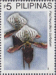 Colnect-2905-390-Paphiopedilum-barbatum.jpg