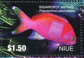 Colnect-4734-683-Squarespot-anthias-Pseudanthias-pleurotaenia.jpg