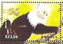 Colnect-5194-684-White-Head-Monkey.jpg