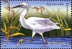 Colnect-763-031-Great-White-Egret-Ardea-alba.jpg