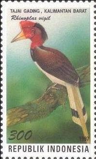 Colnect-1143-420-Helmeted-Hornbill-Rhinoplax-vigil.jpg