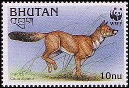 Colnect-1720-367-Dhole-Cuon-alpinus.jpg