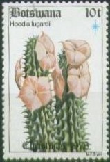 Colnect-1753-341-Hoodia-lugardii.jpg