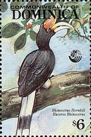 Colnect-3194-826-Rhinoceros-Hornbill-Buceros-rhinoceros.jpg