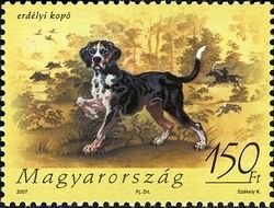 Colnect-496-116-Transylvanian-Hound-Canis-lupus-familiaris.jpg