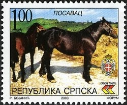 Colnect-577-645-Posavina--s-Horse-Equus-ferus-caballus.jpg