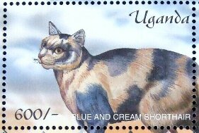 Colnect-6075-877-Blue-and-Cream-Shorthair-Felis-silvestris-catus.jpg