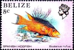 Colnect-740-503-Spanish-Hogfish-Bodianus-rufus.jpg