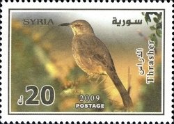 Colnect-1427-355-Curve-billed-Thrasher-Toxostoma-curvirostre.jpg