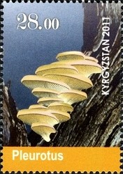 Colnect-1535-324-Mushrooms---Pleurotus.jpg