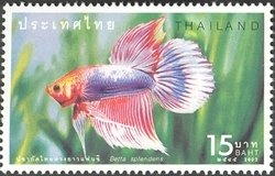 Colnect-1667-747-Siamese-Fighting-Fish-Betta-splendens.jpg