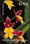 Colnect-1771-968-Oncidium-ghiesbreghtianum-synMexicoa-ghiesbreghtiana.jpg