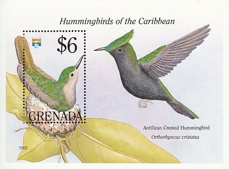 Colnect-2192-610-Antillean-Crested-Hummingbird-Orthorhyncus-cristatus.jpg