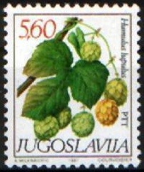 Colnect-761-320-Humulus-lupulus.jpg